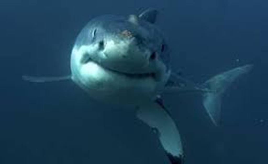 Afrique du Sud: la présence des requins blancs menacée par deux orques mâles