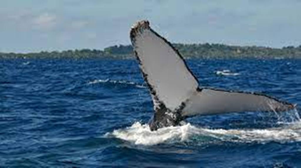  Madagascar: des formations en ligne pour mieux connaître et protéger la faune marine