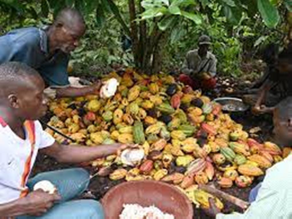 La signature d'un accord pour garantir un meilleur revenu aux planteurs de cacao en bonne voie