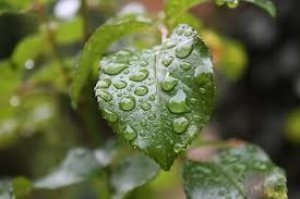 Les premières pluies 2014 