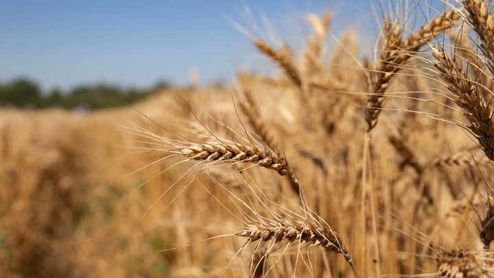 Le blé revient à son prix d'avant l'invasion russe après l'accord entre Moscou et Kiev