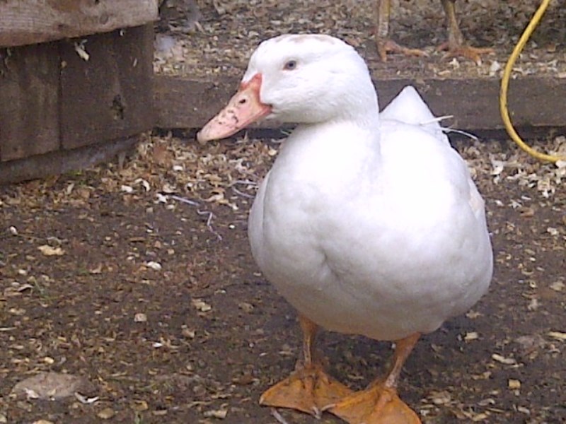 Rufisque: des centaines de personnes convergent à Keuri souf, une cane a pondu un œuf avec des écritures du Coran