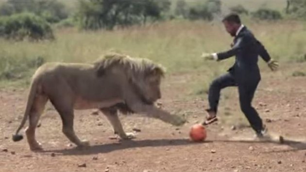 Image: Il joue au foot avec trois lions en pleine savane