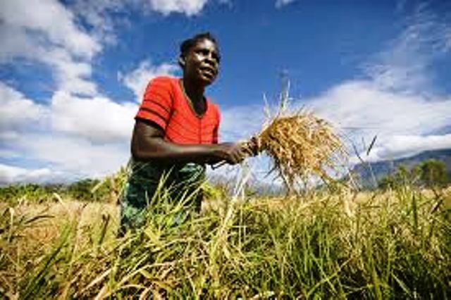 UGB : un club "Agro-vision" donne la théorie de la valorisation de l'agriculture
