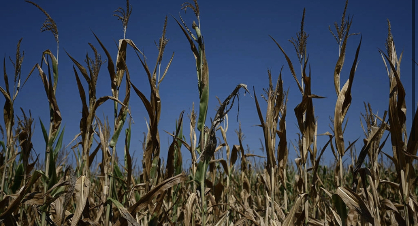 Sécheresse historique et canicule mettent à mal l'agriculture française