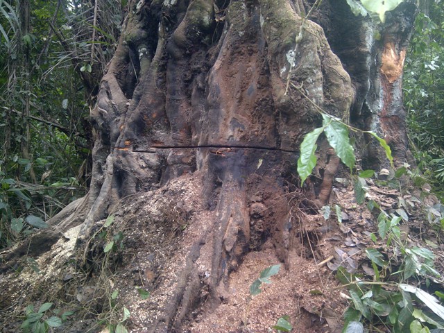 Exploitation illégale: ces « Yakuza » qui détruisent la forêt Gabonaise