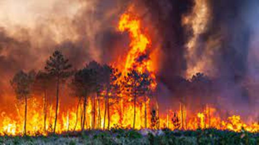 Le feu reprend en Gironde, plusieurs milliers d'hectares de forêts de pins brûlés