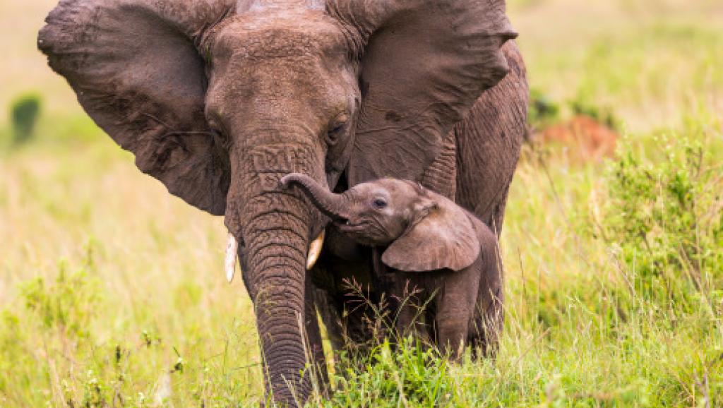 Un éléphant du Kenya et son éléphanteau. Sadi Ugur OKÇu