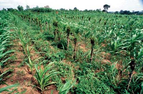 Kaolack: les 'Epis d'or' décernés aux meilleurs producteurs