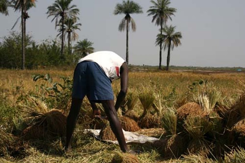 Jeunes agriculteurs-Abondance en riz: Pourquoi l’espoir est permis ?