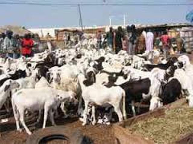 Retard des pluies: Comment cela pourrait impacter sur la Tabaski ? 