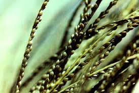 Déficit pluviométrique: l’ASPROF prône la culture du fonio, 350 mm d’eau suffisent