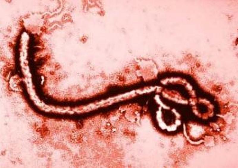 Nouveau bilan de l'OMS: l'épidémie d'Ebola a fait 1.229 morts