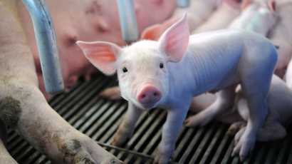 Peste porcine en Côte d’Ivoire