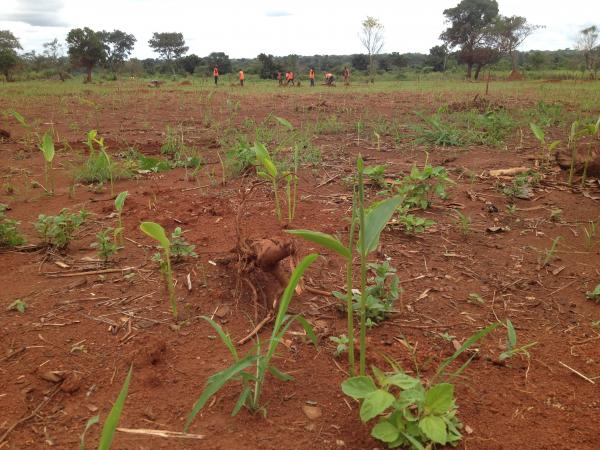 Là où le QG de la Minusca pour le secteur Est devrait être prochainement installé, il n’y a pour l’instant qu’un terrain nu. RFI / Laurent Correau