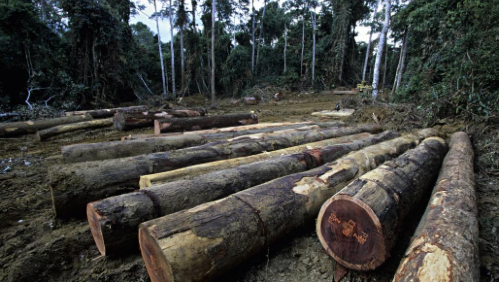En République démocratique du Congo, 77% de émissions de gaz à effet de serre proviennent de la déforestation et de la dégradation des forêts. Getty Images/Peter Arnold/Martin Harvey