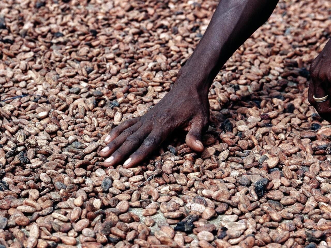 Cacao: 2023, l'année où les cours vont de nouveau baisser ?