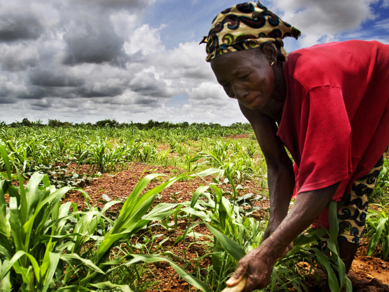 Comment donner de la valeur ajoutée aux produits agricoles cultivés en Afrique