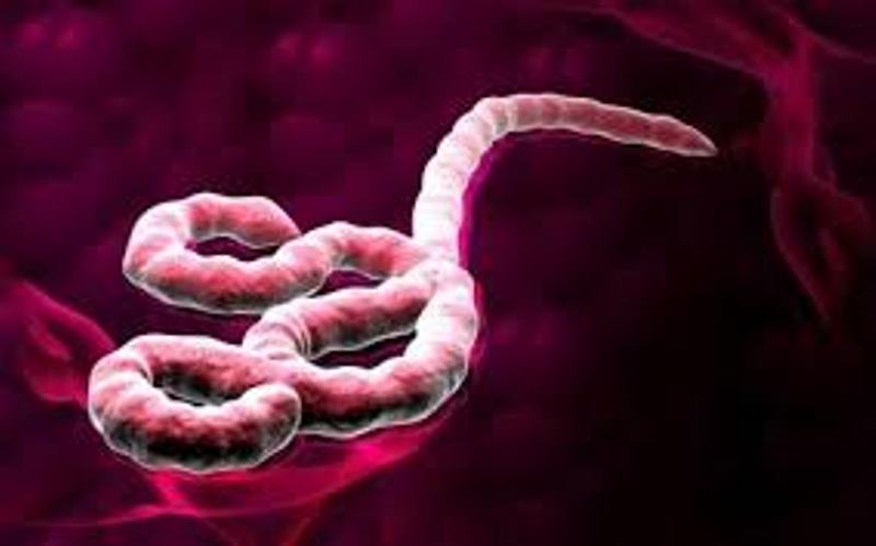 Comment Ebola plane sur Rebeuss ?