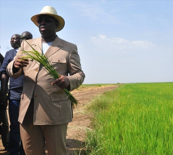 Autosuffisance alimentaire en riz, Macky veut qu'"on le prenne au sérieux"