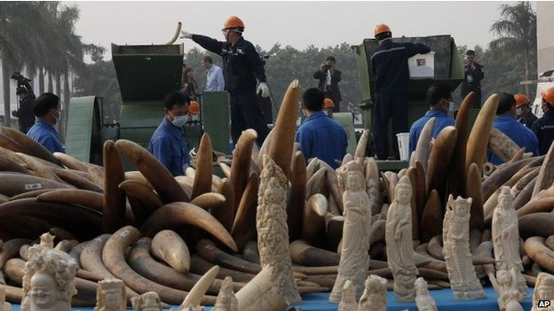 La Chine a pour la première fois détruit une grande quantité d'ivoire