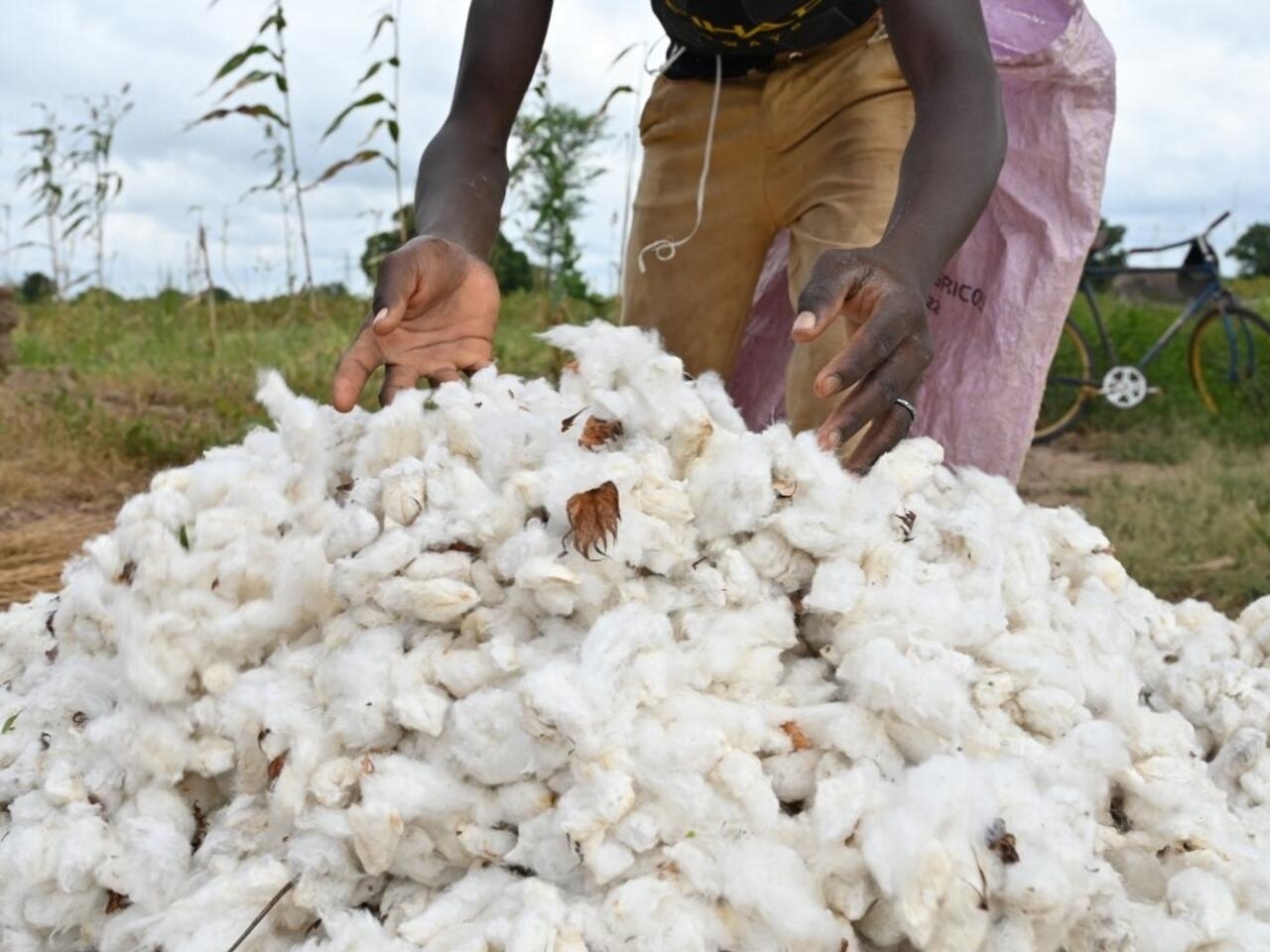 Afrique de l'Ouest: les acteurs de la filière coton se regroupent pour mieux défendre leurs intérêts