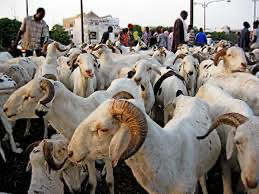 Tabaski 2023 : Amadou Bâ rassure les Sénégalais sur l’approvisionnement du marché en moutons