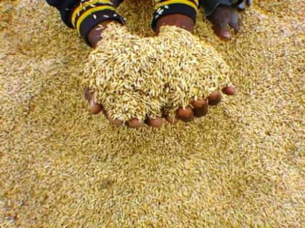 Le Sénégal a besoin de 1.500 milliards de francs CFA pour son autosuffisance en riz