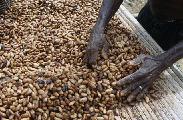 Comprendre le bras de fer entre producteurs de cacao et multinationales