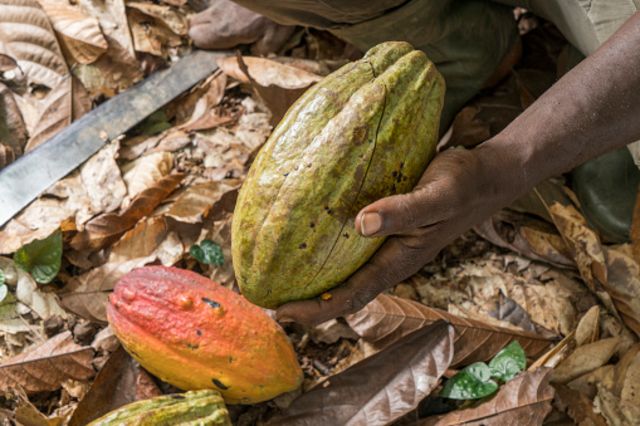 Comprendre le bras de fer entre producteurs de cacao et multinationales