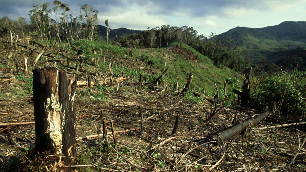 Une forêt tropicale décimée à Madagascar. Daniel J. Cox