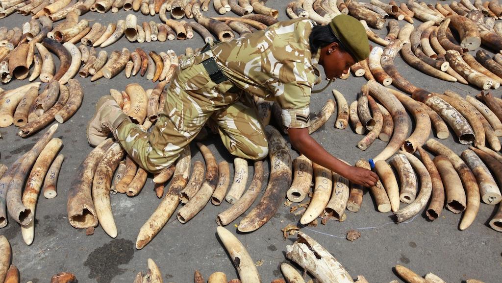 Saisie de défenses d'éléphants au Kenya. Le braconnage est en constante augmentation dans ce pays. Harambee Kenya