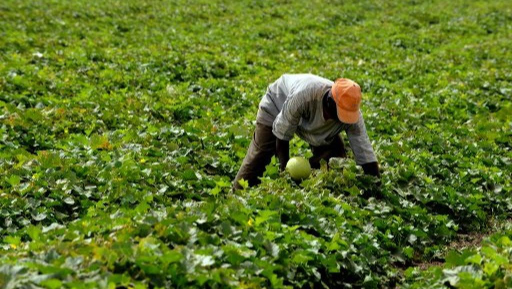Un paysan sénégalais travaille dans un champ de melons à Djilakh (sud de Dakar) dans le cadre du programme Goana (Grande offensive pour la nourriture et l’abondance). AFP PHOTO / GEORGES GOBET