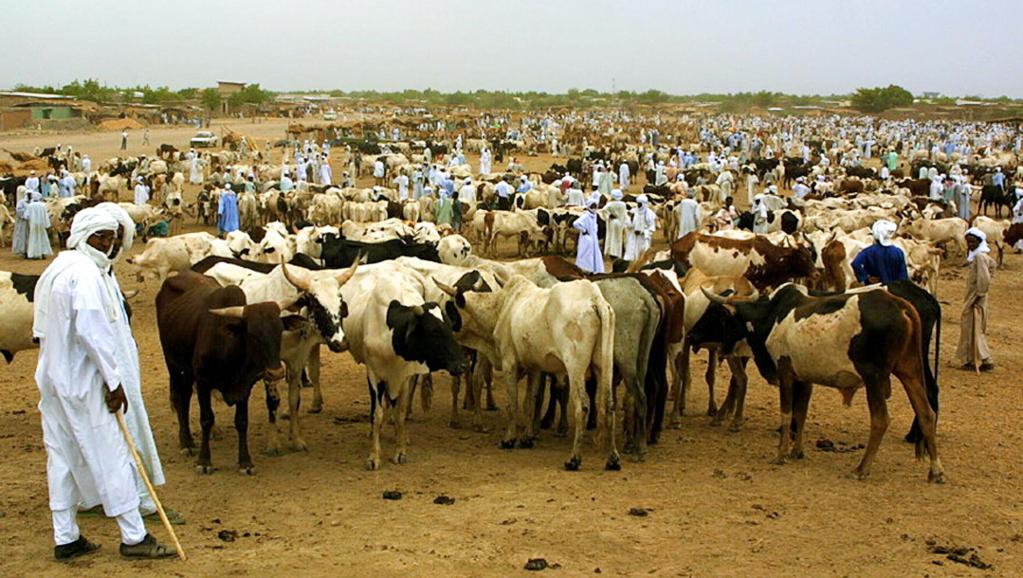 Le Conseil constitutionnel estime notamment que le projet de loi ne respecte pas la propriété privée quand il demande aux agriculteurs de clôturer leurs champs ou aux éleveurs de surveiller leur bétail la nuit. Ici, des éleveurs à Ndjamena en 2001.