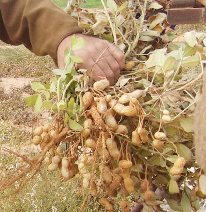 Campagne de commercialisation de l'arachide : une procédure à la traine, l'État réagit