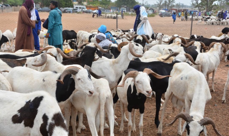 Tribunal de Mbour: un père de famille condamné pour vol de mouton de Tabaski au marché Sandiara