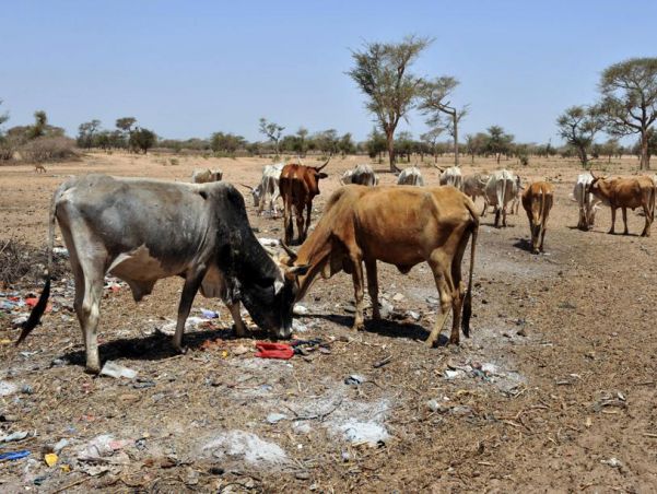 ​Catastrophes climatiques : le Sénégal reçoit 16,5 millions de dollars  comme indemnité d’assurance Agricole