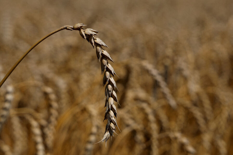 Les prix du blé décollent après les frappes russes contre des ports ukrainiens