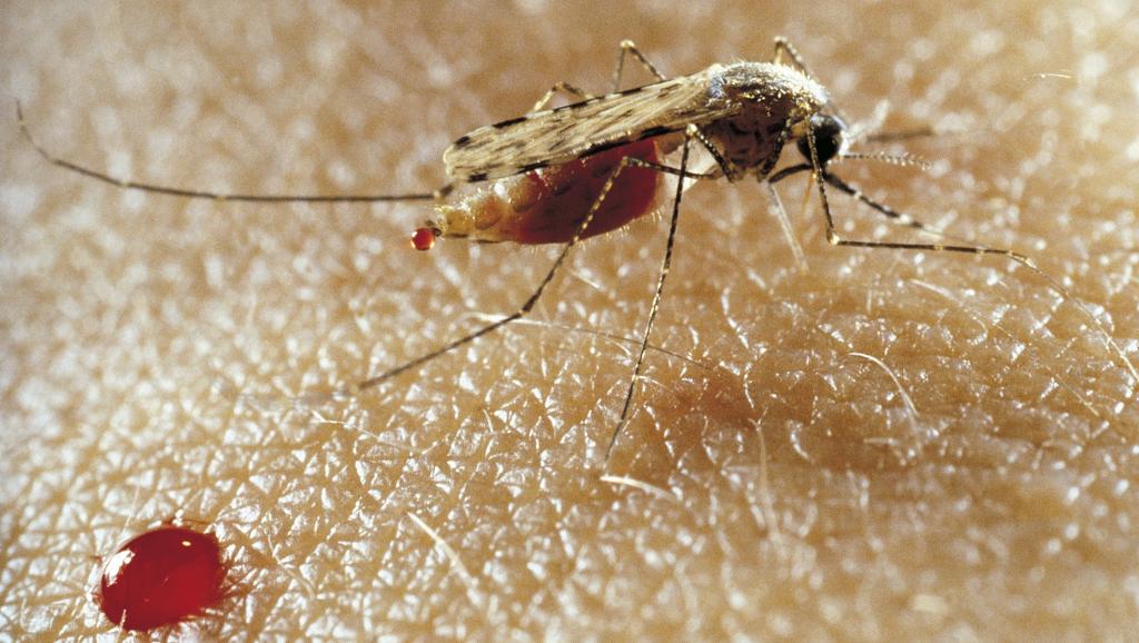 Le paludisme se propage par la piqûre de certaines espèces de moustiques du type anopheles. GETTY/DEA PICTURE LIBRARY