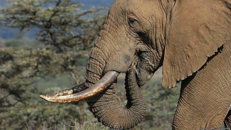 Les éléphants du Mali menacés