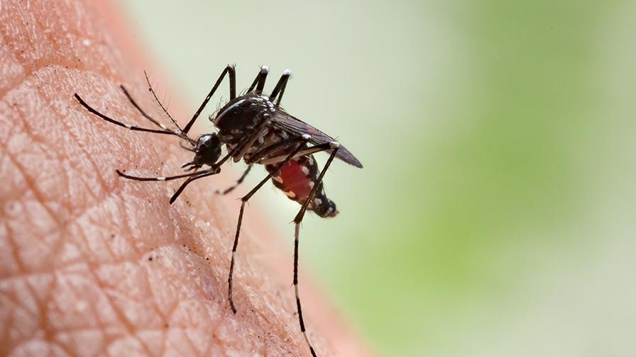 Chikungunya : après Kédougou, la maladie s’est propagée jusqu'à Dakar