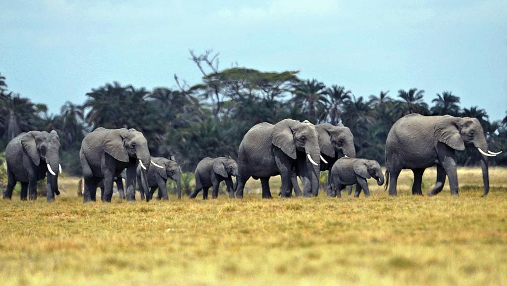 Le Zimbabwe compte 80 000 éléphants sur son territoire.