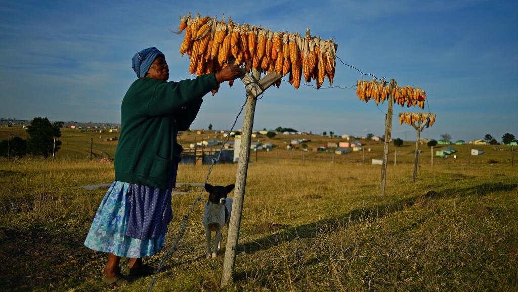 Comme ici, dans la région de Qunu, la nouvelle loi va permettre de garantir la sécurité alimentaire et palier l'injustice foncière de colonialisme et d'apartheid. AFP PHOTO/Carl de Souza