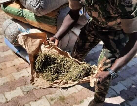 Kolda : 10 ans de réclusion criminelle pour deux trafiquants de chanvre indien arrêtés en 2020