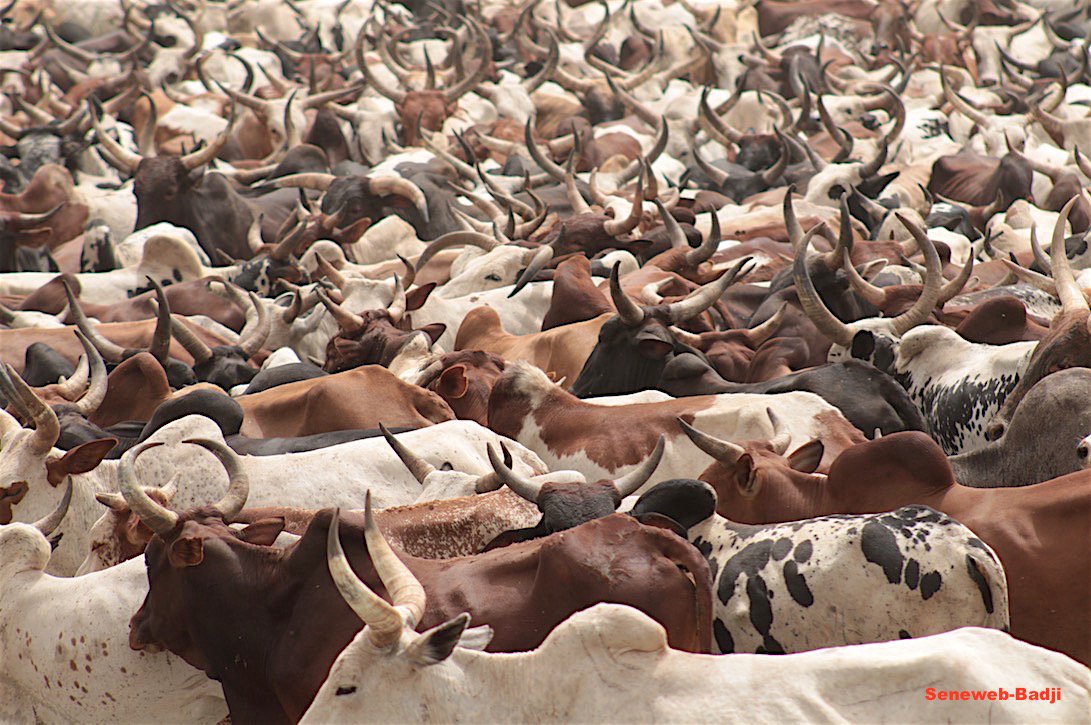 Magal Touba : des centaines de bœufs arrivent à Janatou chez Serigne Saliou Thioune