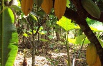 Cacao: plus de 8 Mds FCFA décaissés sur 4 ans pour lutter contre le Swollen Shoot en Côte d'Ivoire