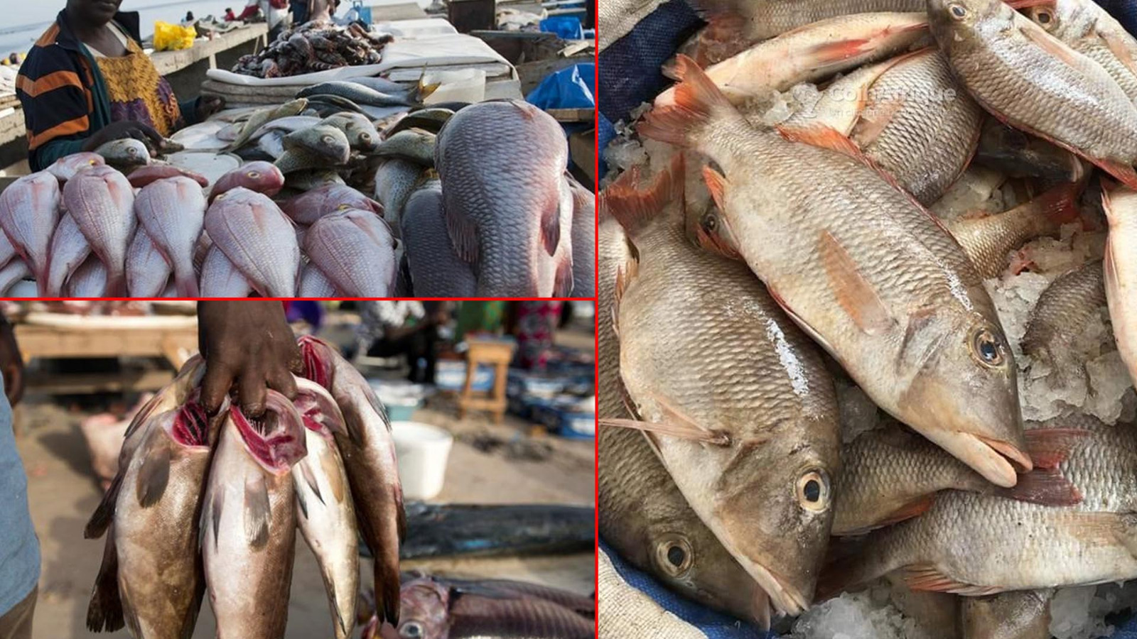 Marché au poisson de Pikine: pêcheurs et ménages préoccupés par la rareté des ressources halieutiques (REPORTAGE)