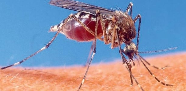 Epidémie de Chikungunya:  42 cas et 01 décès recensés à Tambacounda