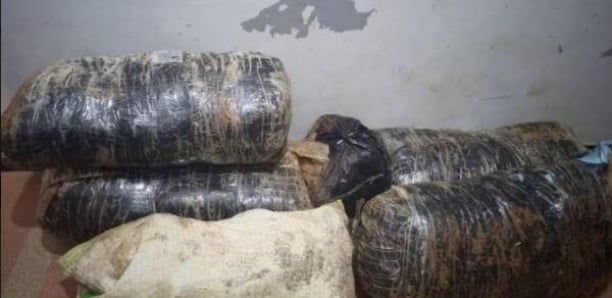 Entre Mbour et Sédhiou, la gendarmerie fait une saisie de 140 kilos de chanvre indien