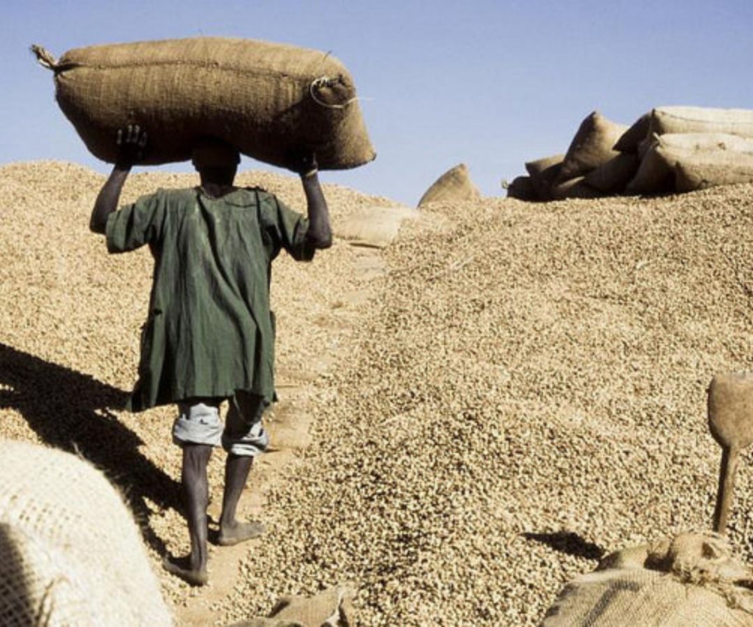 Retard dans le démarrage de la campagne de commercialisation arachidière: les paysans du Saloum dans le désarroi 